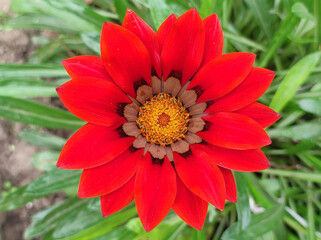 colorful blooming gazanias, treasure flowers, in the garden