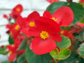 Fototapeta na wymiar red, pink and white blooming begonia flowers in the pot