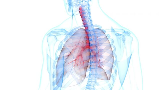 Human Respiratory System Lungs Anatomy Animation Concept