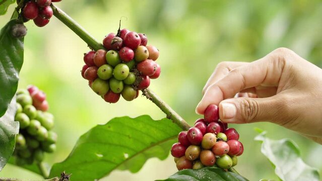 Closeup, coffee farmer harvests robusta berry or cherry from tree on farm