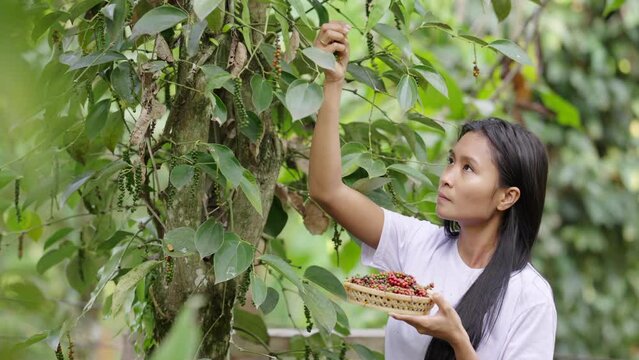 Asian pepper farmer harvesting ripe peppercorn fruit on plant or vine, asia