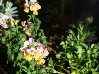 花壇でネメシアが咲いている