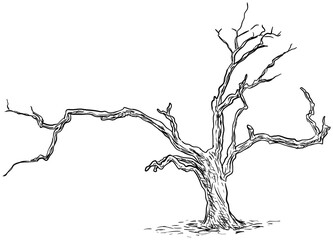 dead tree handdrawn illustration