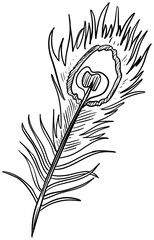 feather handdrawn illustration