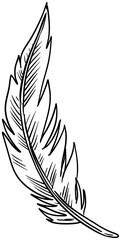 feather handdrawn illustration