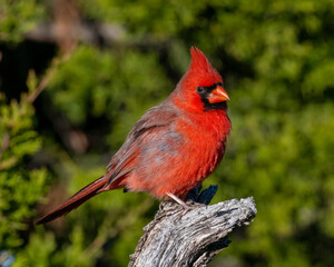 Male Northern Cardinal
