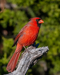 Male Northern Cardinal