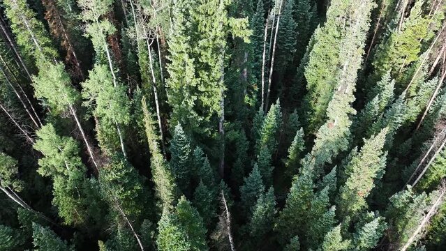 reveal over an aspen and pine forest of Red Peak and Buffalo Mountain on a sunny day in Silverthorne colorado AERIAL DOLLY TILT-UP