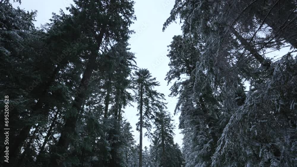 Poster looking up through woodlands of fir trees covered with snow. smooth handheld.