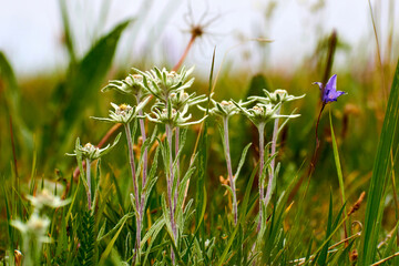 Rare edelweiss mountain flower.
Edelweiss on a meadow.
Edelweiss is an annual or perennial...