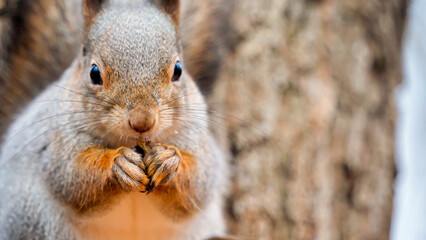 Close-up of the muzzle and paws of a beautiful red squirrel with smooth fur gnawing a nut. A hungry...