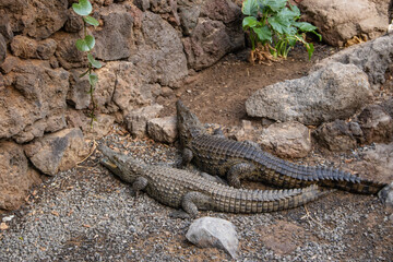 Krokodile im Oasis Zoo auf der Kanareninsel Fuerteventura