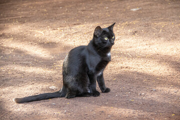 Schwarze Katze im Oasis Zoo auf der Kanareninsel Fuerteventura