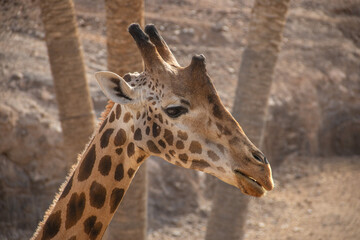 Giraffe im Oasis Zoo auf der Kanareninsel Fuerteventura