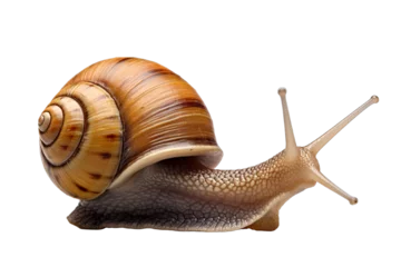 Foto op Plexiglas snail on isolated transparant background © Barra Fire