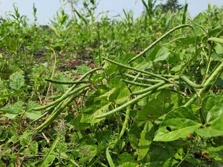Scene from Indian cowpea farm.closeup of raw pods