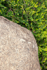 Stones with green grass