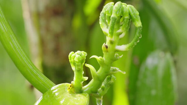 Vanilla flower bud closeup portrait on tropical farm before flowering and pollination