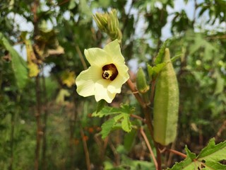 scene from okra farmflower blooms with pod in background
