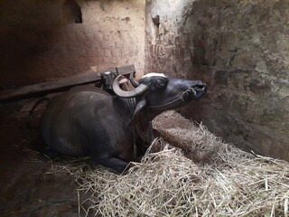 A buffalo reposes atop a mound of golden hay