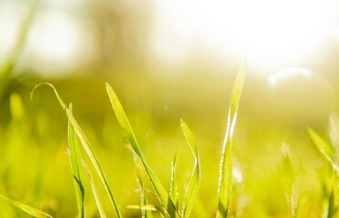 Sonnenschein durch Gras