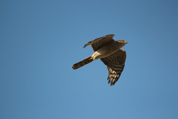 hawk flying in blue sky