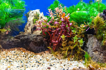 Underwater landscape nature forest style aquarium tank with a variety of aquatic plants, stones and herb decorations. - 695222401
