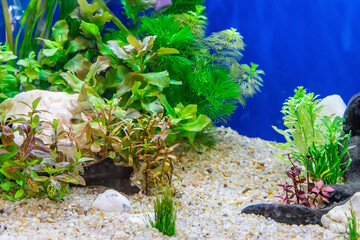 Underwater landscape nature forest style aquarium tank with a variety of aquatic plants, stones and herb decorations. - 695222403