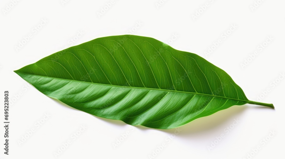 Poster a detailed view of a single green leaf resting on a smooth white surface. this versatile image can b