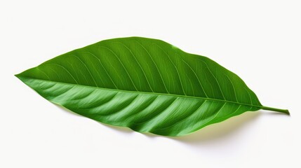 Obraz premium A detailed view of a single green leaf resting on a smooth white surface. This versatile image can be used for various purposes
