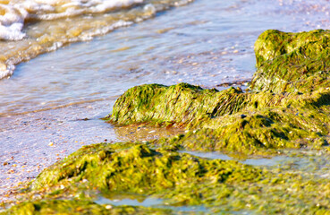 Green algae on the seashore