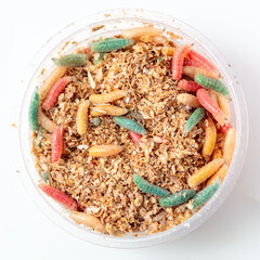 Multi-colored maggots in sawdust in a box isolated on a white background