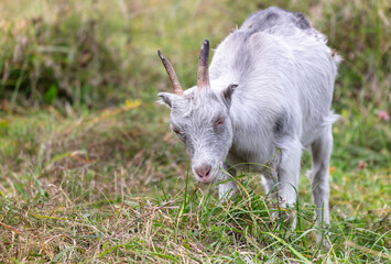 Naklejka na ściany i meble A goat grazes in the grass in a pasture