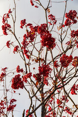 red berry like fruits sprouting on trees near Clingmans Dome in Great Smokey national Park in Tennessee during autumn