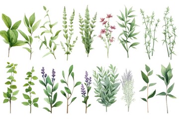 A collection of different types of herbs displayed on a clean white background. Ideal for culinary, health, and natural medicine related projects