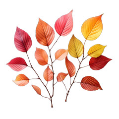 Autumn Twig with Colorful Leaves Isolated on Transparent or White Background, PNG