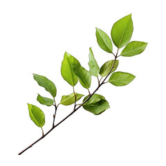 Obraz premium Twig with Spring Green Leaves Isolated on Transparent or White Background, PNG