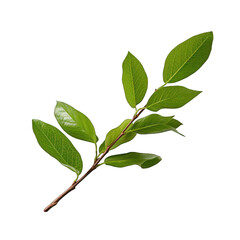 Fototapeta premium Green Twig with Leaves Isolated on Transparent or White Background, PNG