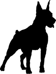 German Pinscher High quality Dog silhouette Breeds Bundle Dogs on the move. Dogs in different poses.
The dog jumps, the dog runs. The dog is sitting. The dog is lying down. The dog is playing
