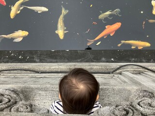 錦鯉の泳ぐ池を除く子供の頭