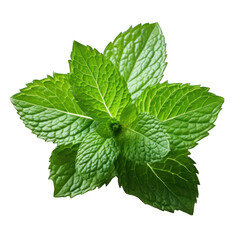 Mint Leaf Close-up Isolated on Transparent or White Background, PNG