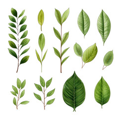 Set of Green Leaves Isolated on Transparent or White Background, PNG