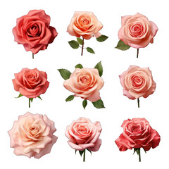 Set of Rose Flowers Isolated on Transparent or White Background, PNG