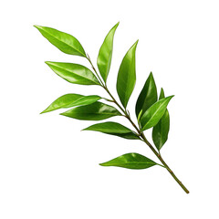 Twig of Italian Ruscus Danae Racemosa with Green Leaves Isolated on Transparent or White Background, PNG