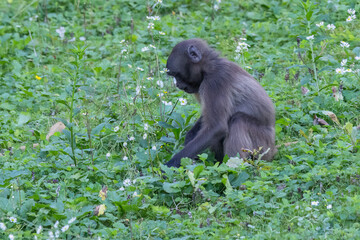 Gelada baboon baby grazing in the grass.