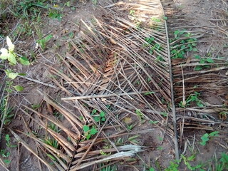 Obraz premium Grass branche