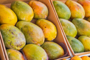 Fresh raw organic mango tropical fruit in box for sale at market. Vegan food and healthy nutrition green mango in market