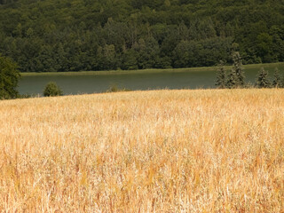 Landscape of oat field and Ostrzyckie lake, Wiezyca, Kashubian Region, Poland. - obrazy, fototapety, plakaty