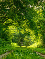 Misch Wald mit einfallenden Sonnenstrahlen