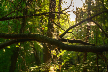 Misch Wald mit einfallenden Sonnenstrahlen